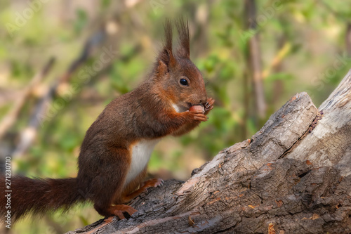 Eichhörnchen sitzt aufrecht auf einem Baumstamm und frisst eine Haselnuss © rhoenes