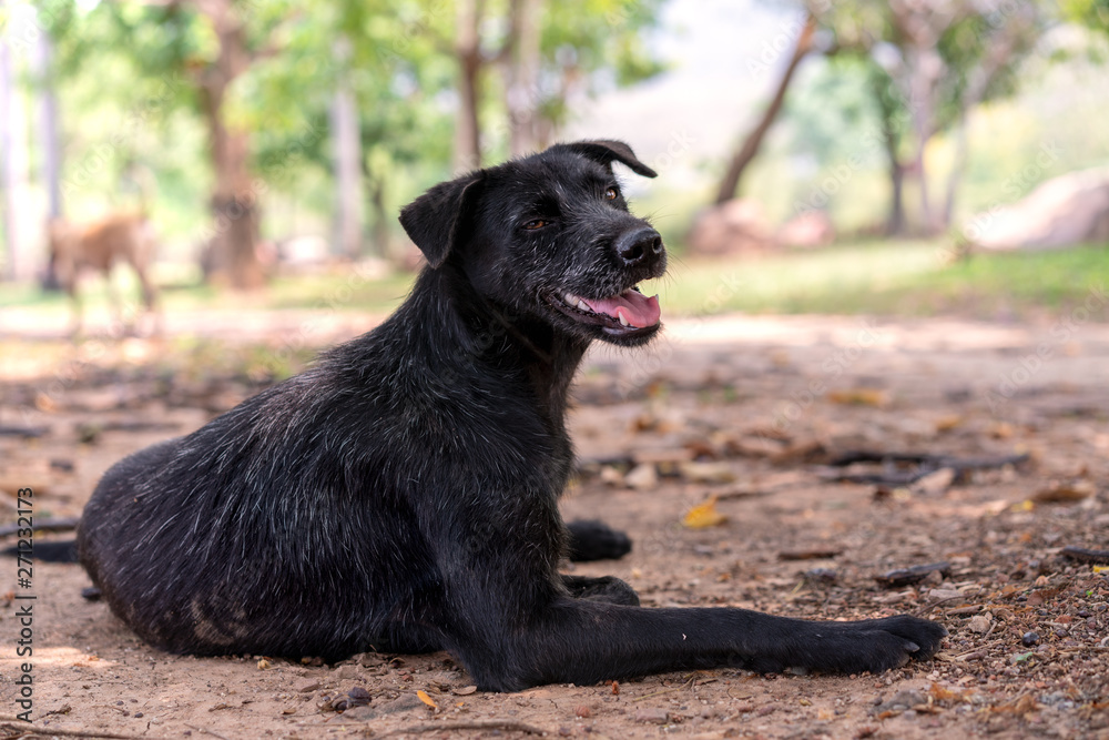 Stray black smiling dog laying down under shade and looking towards the camera - Dark coloured dog with grey hairs resting under trees in a wildlife forest during the day