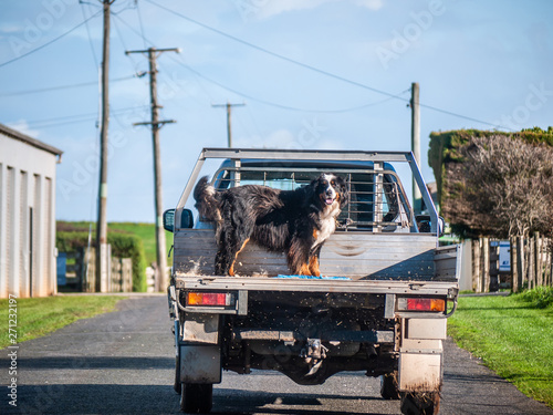 Truck on rural road carrying a big dog at back. Cute Bernese Mountain Dog standing on an ute in countryside. Stanley, TAS Australia. photo