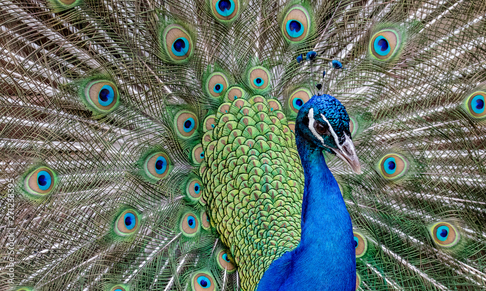 Naklejka premium Beautiful Peacock