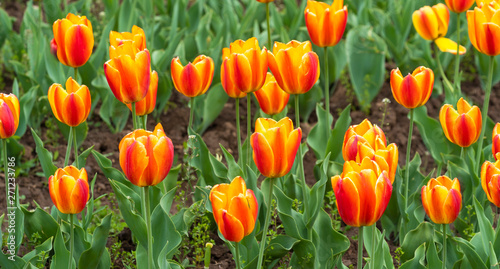 Beautiful tulip flowers is a veritable Eden in Indira Gandhi Memorial Tulip Garden Srinagar is Asia   s largest such garden at Srinagar  Jammu and Kashmir  India