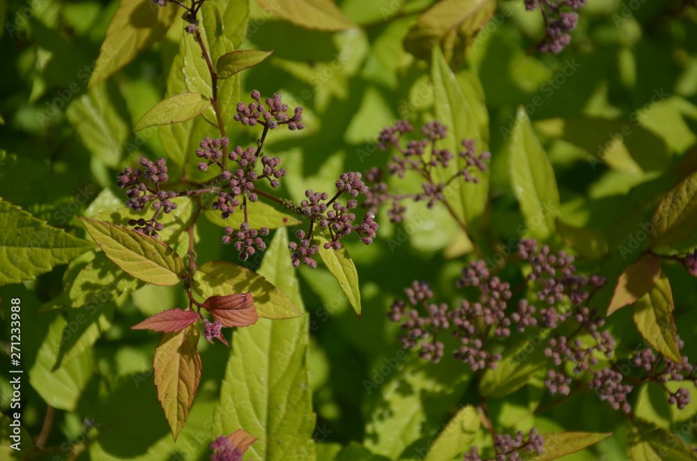 roślin, kwiat, charakter, zieleń, feuille, jary, feuille, drzew, jardin, lato, kwiat, flora, czerwień, kwiat, roz, kwiat, galąz, liści, pora roku, makro, naturalny, swiezy, bliska, piękne, roślin, kwiat, charakter, zieleń, feuille, jary, feuille, drzew, jardin, lato, kwiat, flora, czerwień, kwiat, roz, kwiat, galąz, liści, pora roku, makro, naturalny, swiezy, bliska, piękne,