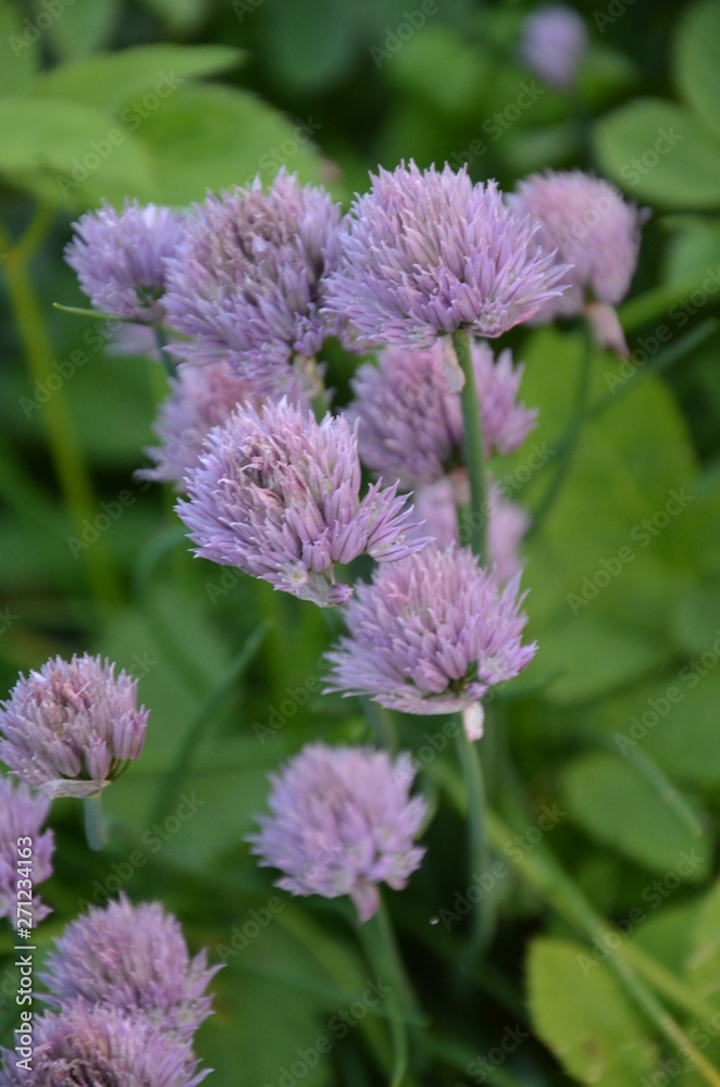 kwiat, charakter, fiolet, roślin, jardin, zieleń, roz, lato, kwiat, jary, kwiat, kwiat, allium, flora, cebula, ziele, makro, koniczyna, piękne, pola, szczypior, beuty, bliska, gras, bliska kwiat, charakter, fiolet, roślin, jardin, zieleń, roz, lato, kwiat, jary, kwiat, kwiat, allium, flora, cebula, ziele, makro, koniczyna, piękne, pola, szczypior, beuty, bliska, gras, bliska