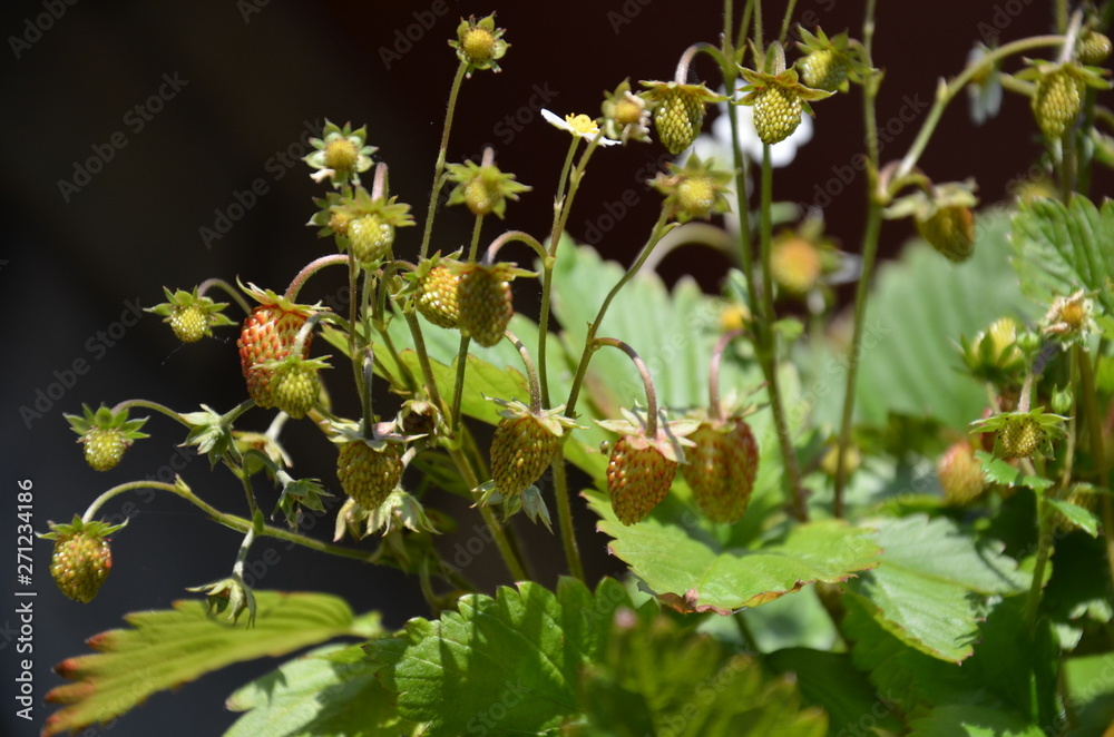 kwiat, charakter, fiolet, roślin, jardin, zieleń, roz, lato, kwiat, jary, kwiat, kwiat, allium, flora, cebula, ziele, makro, koniczyna, piękne, pola, szczypior, beuty, bliska, gras, bliska kwiat, charakter, fiolet, roślin, jardin, zieleń, roz, lato, kwiat, jary, kwiat, kwiat, allium, flora, cebula, ziele, makro, koniczyna, piękne, pola, szczypior, beuty, bliska, gras, bliska