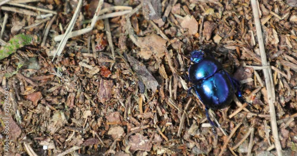 Spring dor beetle in the forest