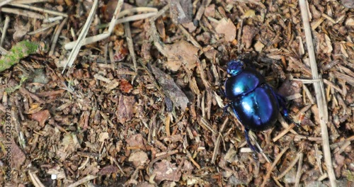 Spring dor beetle in the forest photo