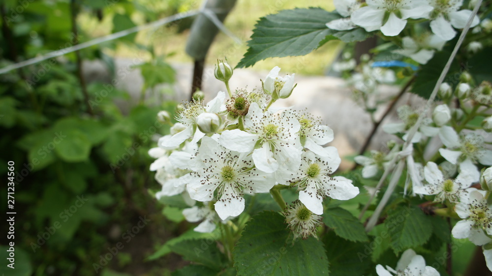 White flower on the bushes grows in close-up.