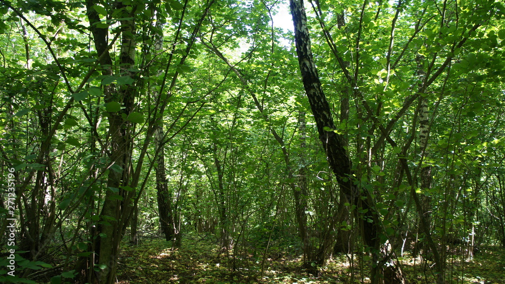 Green European deciduous forest. Summer thicket landscape. Green European deciduous forest. Summer thicket landscape.