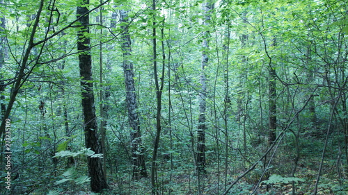 Green European deciduous forest. Summer thicket landscape. © Payllik