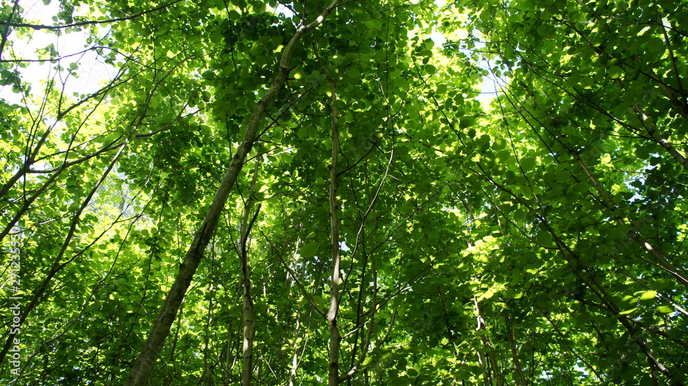 Foliage against the sky. Green European deciduous forest. Summer thicket landscape. Foliage against the sky. Green European deciduous forest. Summer thicket landscape.