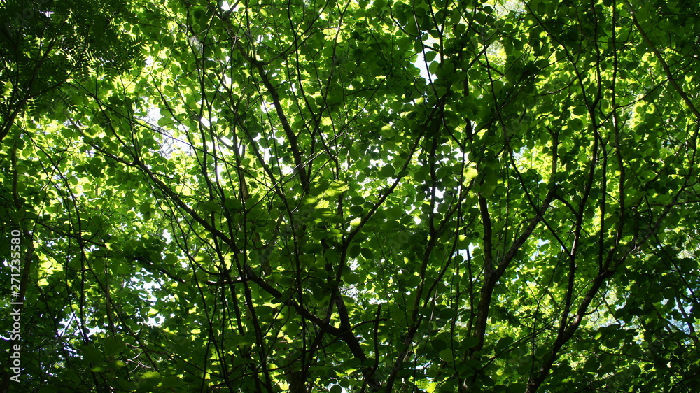 Foliage against the sky. Green European deciduous forest. Summer thicket landscape. Foliage against the sky. Green European deciduous forest. Summer thicket landscape.