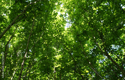 Foliage against the sky. Green European deciduous forest. Summer thicket landscape.