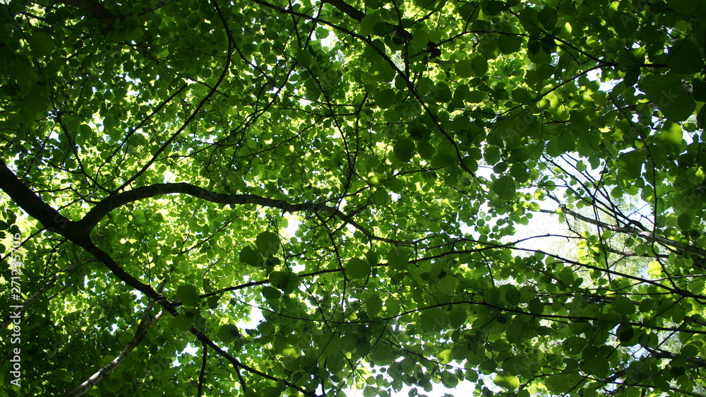 Foliage against the sky. Green European deciduous forest. Summer thicket landscape. Foliage against the sky. Green European deciduous forest. Summer thicket landscape.