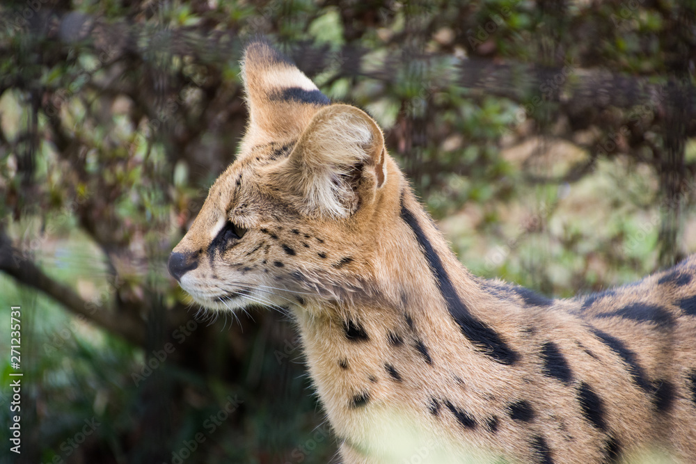 Obraz premium サーバル