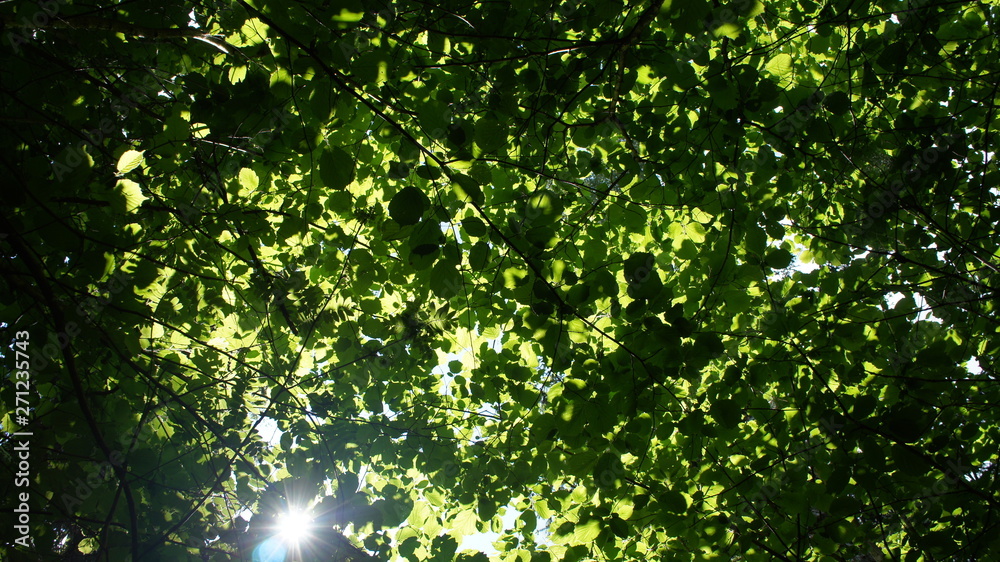 Fototapeta premium Foliage against the sky. Green European deciduous forest. Summer thicket landscape.