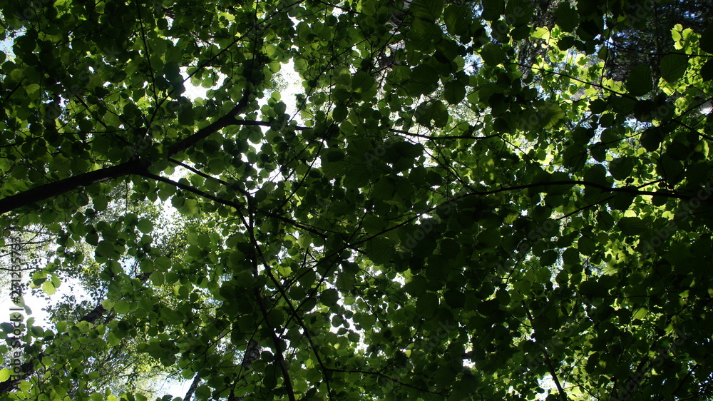Foliage against the sky. Green European deciduous forest. Summer thicket landscape. Foliage against the sky. Green European deciduous forest. Summer thicket landscape.