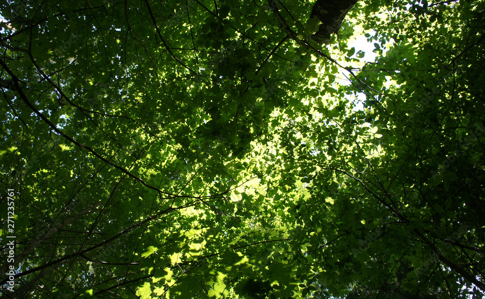 Foliage against the sky. Green European deciduous forest. Summer thicket landscape. Foliage against the sky. Green European deciduous forest. Summer thicket landscape.