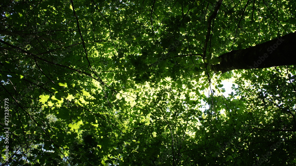 Foliage against the sky. Green European deciduous forest. Summer thicket landscape. Foliage against the sky. Green European deciduous forest. Summer thicket landscape.