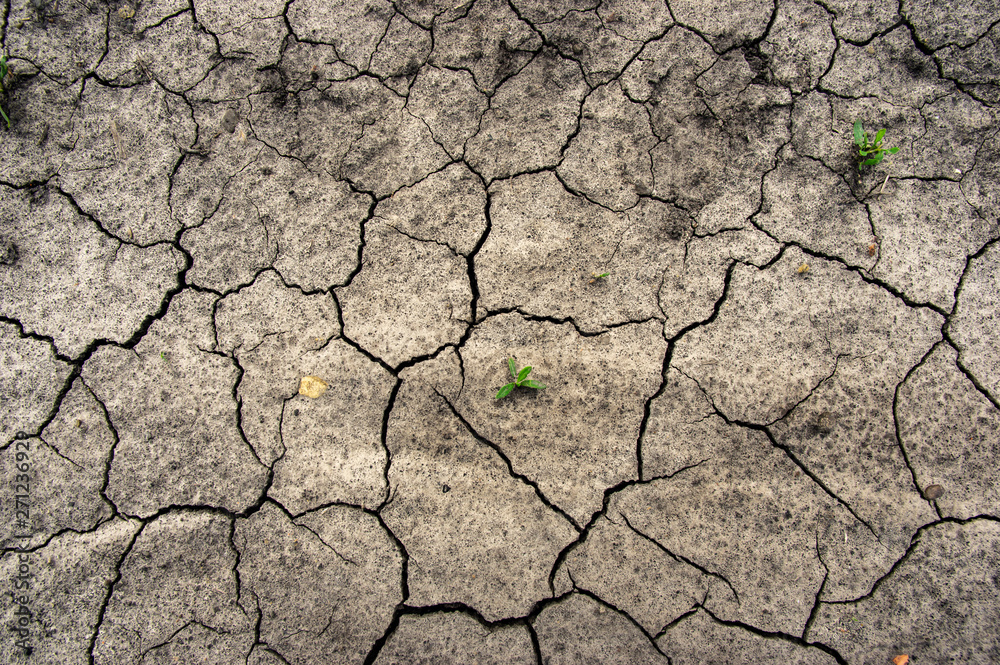 Green grass on cracked earth Green grass on cracked earth