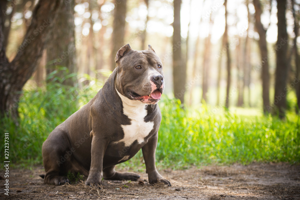 American bully in the forest in summer American bully in the forest in summer