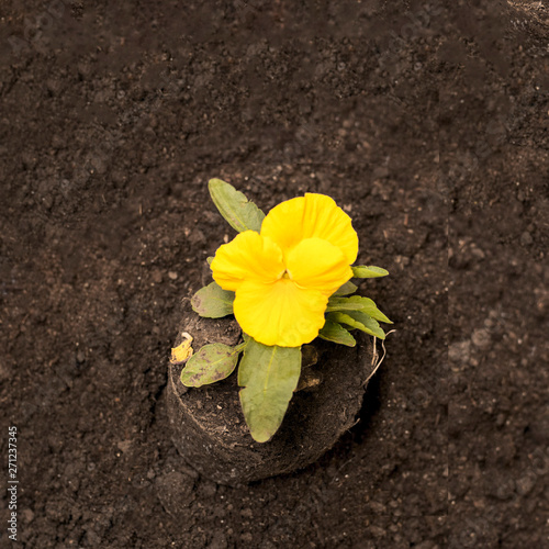 Yellow garden flower, planting in the spring.