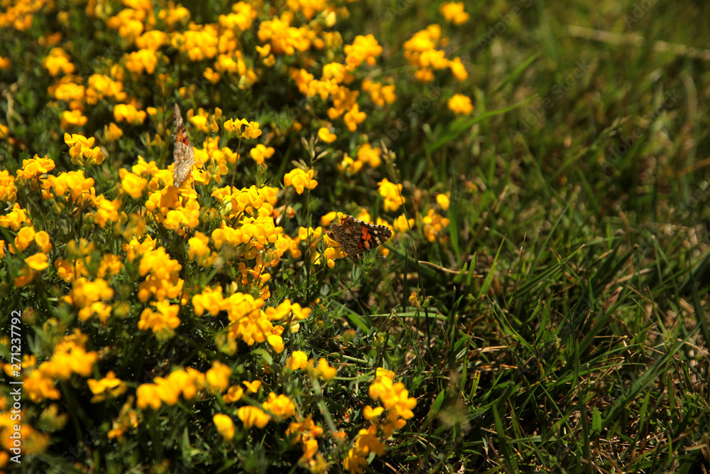 Summer landscape in the foreground meadow flowers with focus on a white butterfly on a flower Summer landscape in the foreground meadow flowers with focus on a white butterfly on a flower