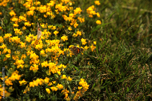 Summer landscape in the foreground meadow flowers with focus on a white butterfly on a flower