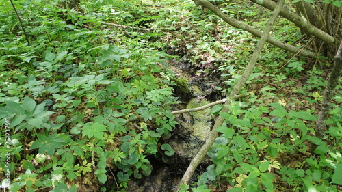 Forest stream in the bushes close-up in summer.