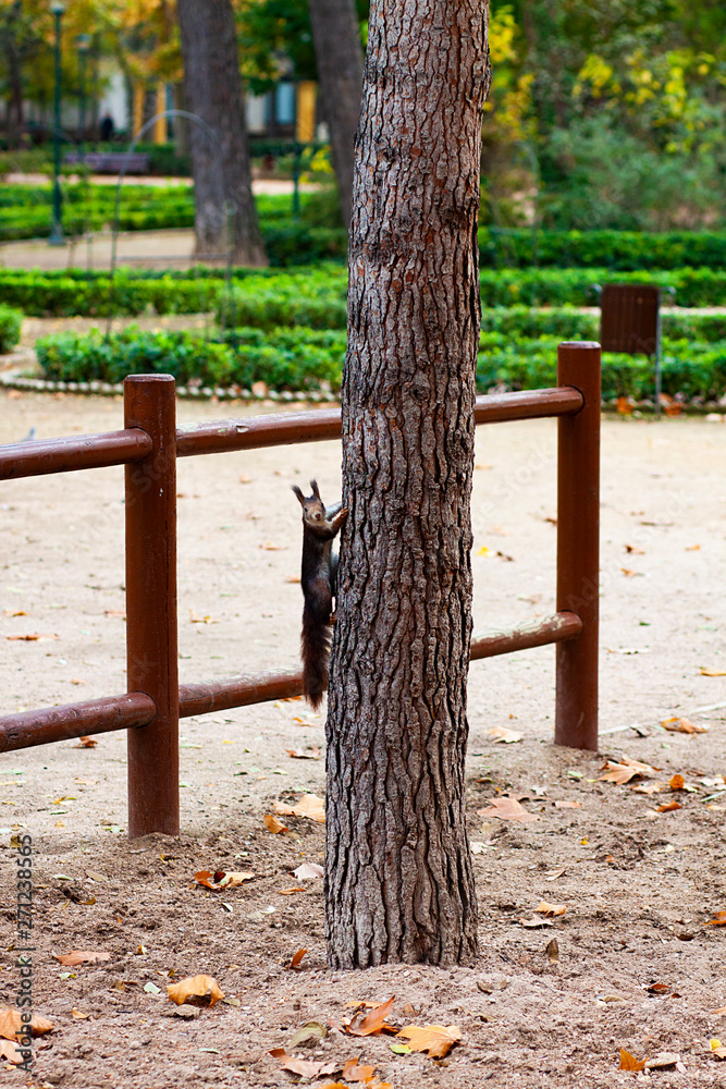 SQUIRREL IN PARK TREE TRUNK IN SPAIN
