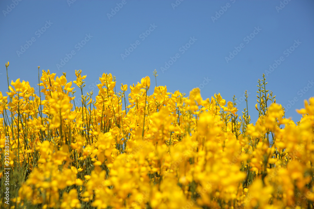 Flowering of broom in spring, yellow flower flowering in spring Flowering of broom in spring, yellow flower flowering in spring