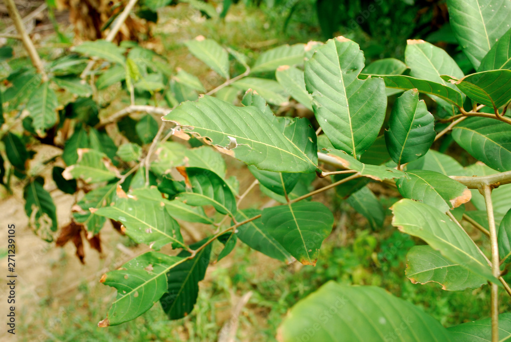 Rambutan leaves are borer. Rambutan leaves lack nutrients.