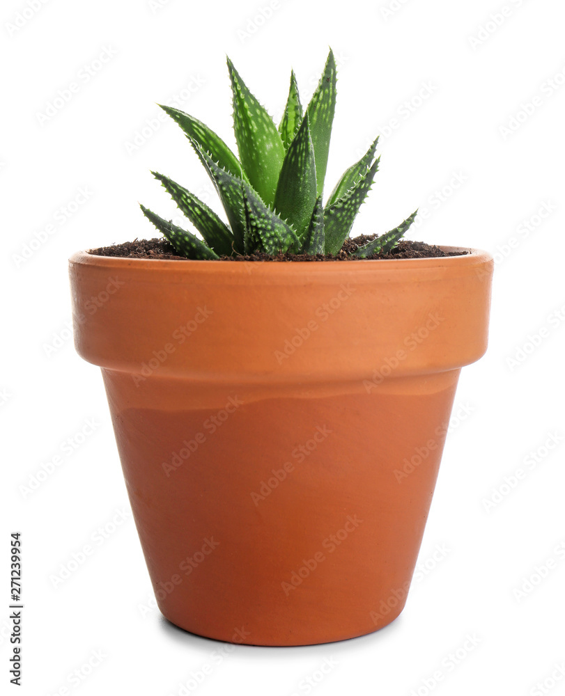 Green succulent in pot on white background Green succulent in pot on white background