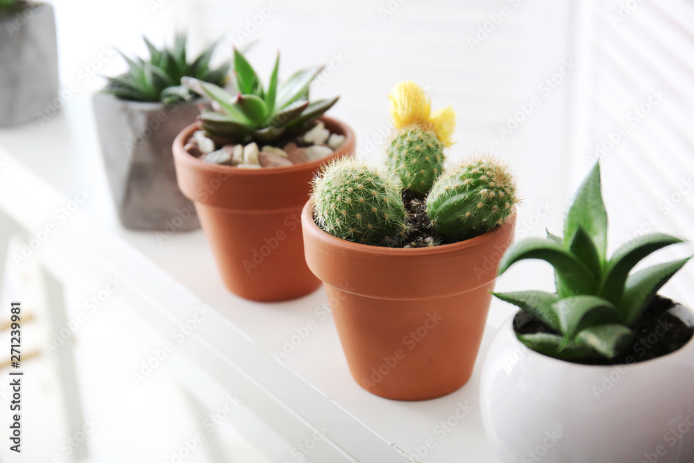 Green succulents in pots on white shelf