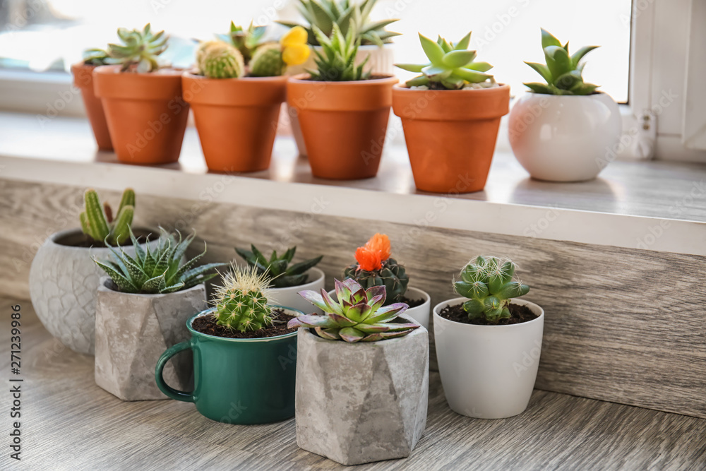 Green succulents in pots on windowsill and floor