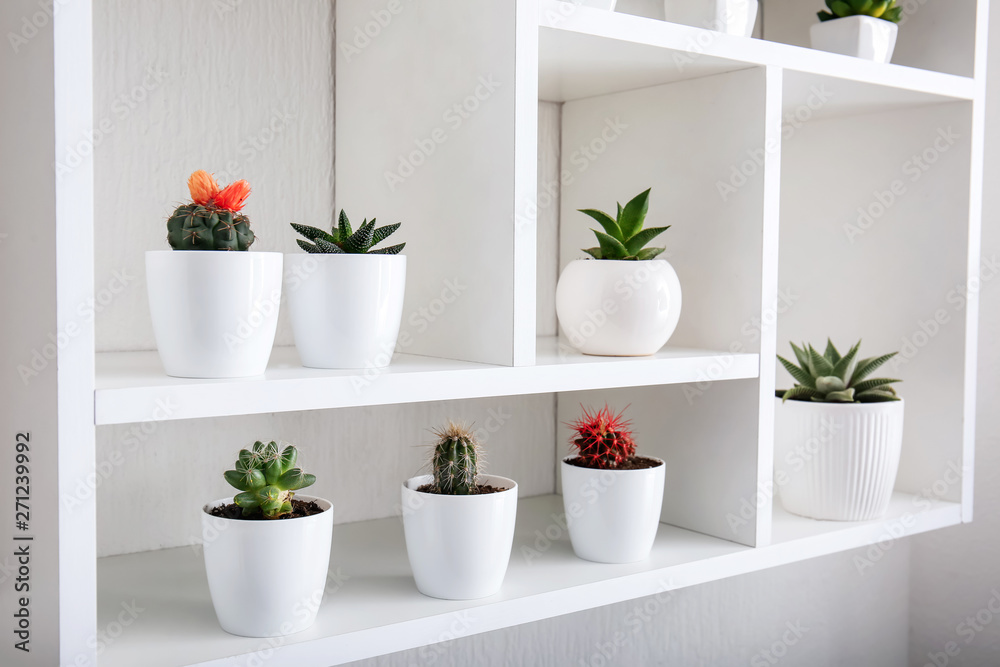 Green succulents in pots on shelves