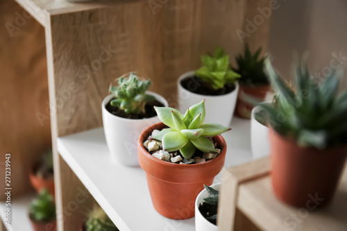 Green succulents in pots on shelf © Pixel-Shot