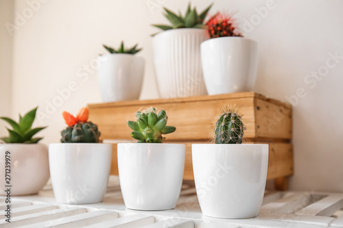 Green succulents in pots on white shelf