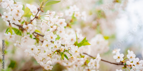 Image of white lilac on blurred background