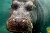 Underwater Hippo