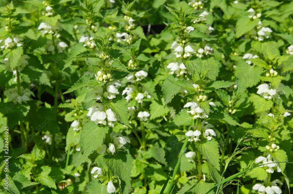 White dead-nettle (lat. Lamium album) blooms in the meadow White dead-nettle (lat. Lamium album) blooms in the meadow