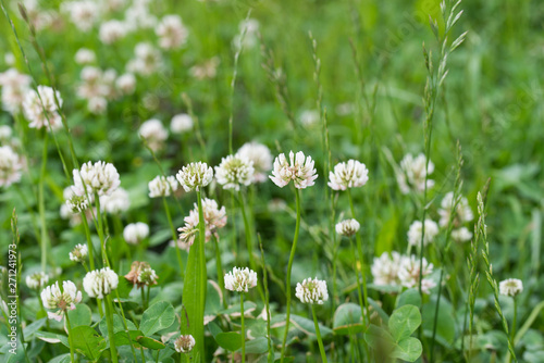 Fototapeta Naklejka Na Ścianę i Meble -  Trifolium repens,  white clover flowers in meadow
