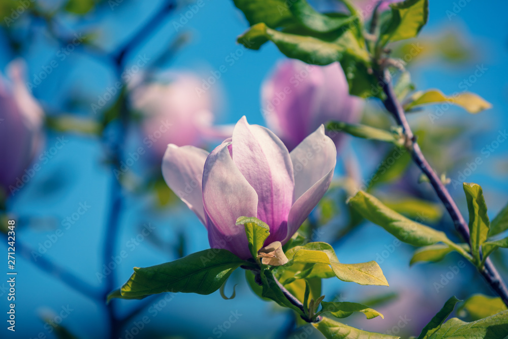Obraz premium Blossoming magnolia flowers. Springtime. Natural vintage flowers background