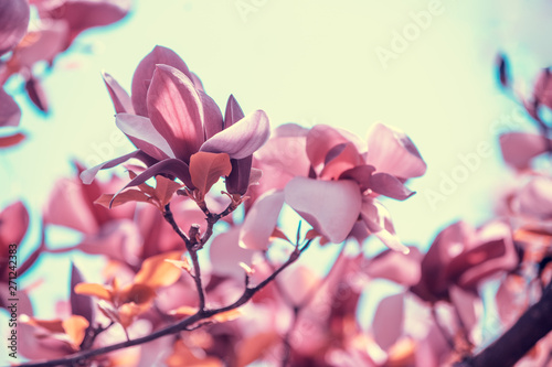 Blossoming magnolia flowers. Springtime. Natural vintage flowers background