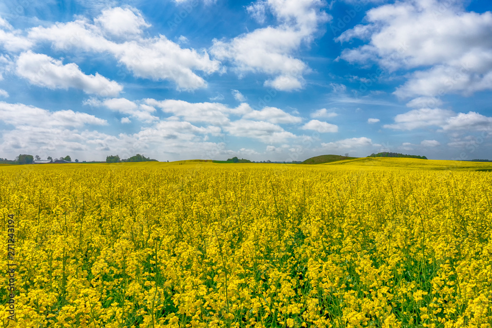 Flowering field of bright yellow rapeseed or colza Flowering field of bright yellow rapeseed or colza