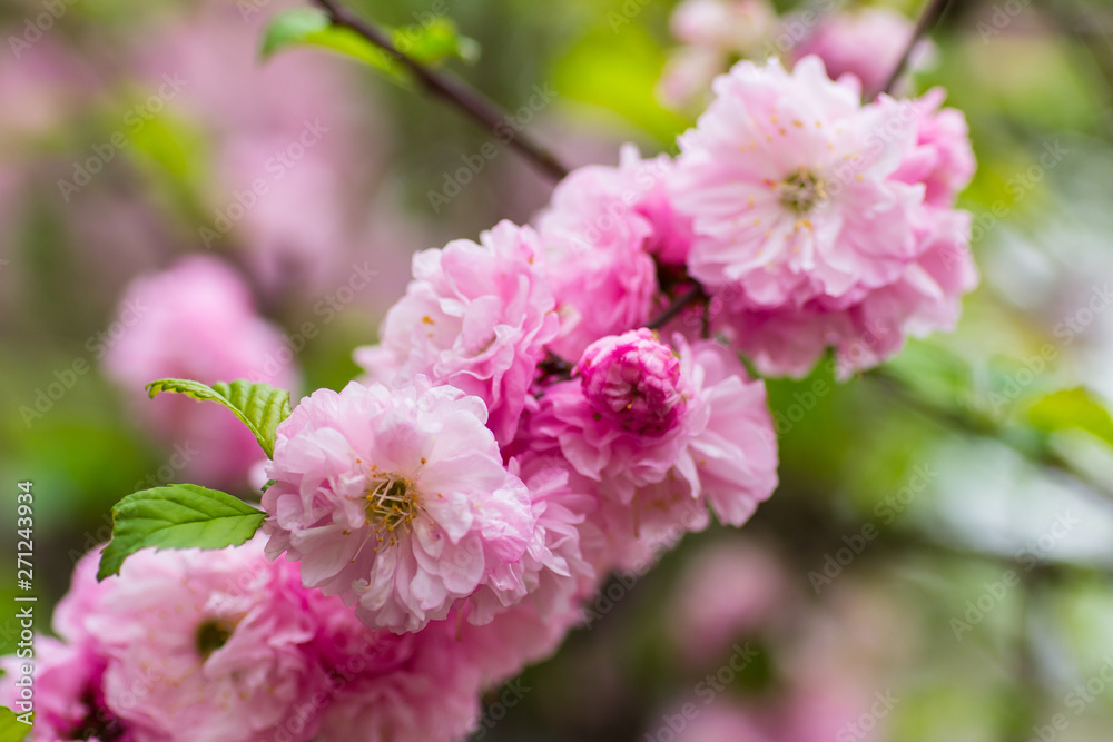 Flowering bush May pink roses in the garden Flowering bush May pink roses in the garden