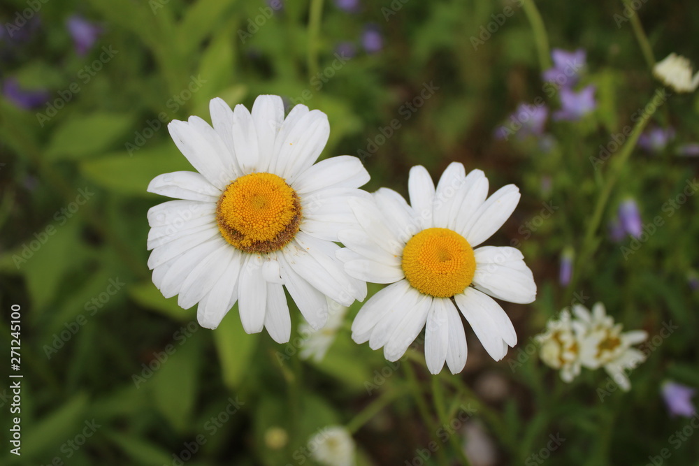 Wild Daisy white Flower in one sunny day, meadow, wild, medicine herbs and flowers Wild Daisy white Flower in one sunny day, meadow, wild, medicine herbs and flowers