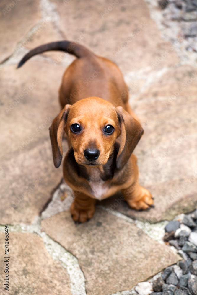 dachshund puppy portrait stone background 