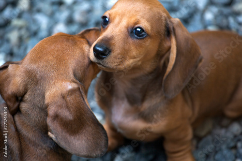 dachshund puppy portrait stone background 