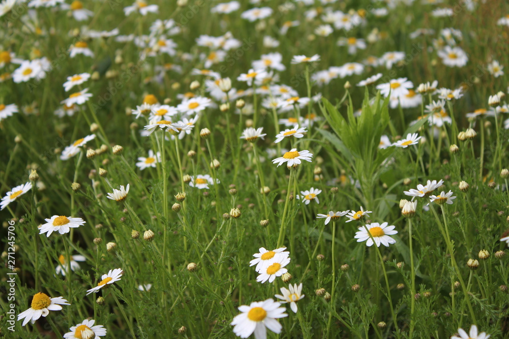 Wild Daisy white Flower in one sunny day, meadow, wild, medicine herbs and flowers