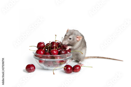 Chinese New Year. Charming dambo rat on a white isolated background eats a sweet cherry. Cute pet. The symbol of 2020.